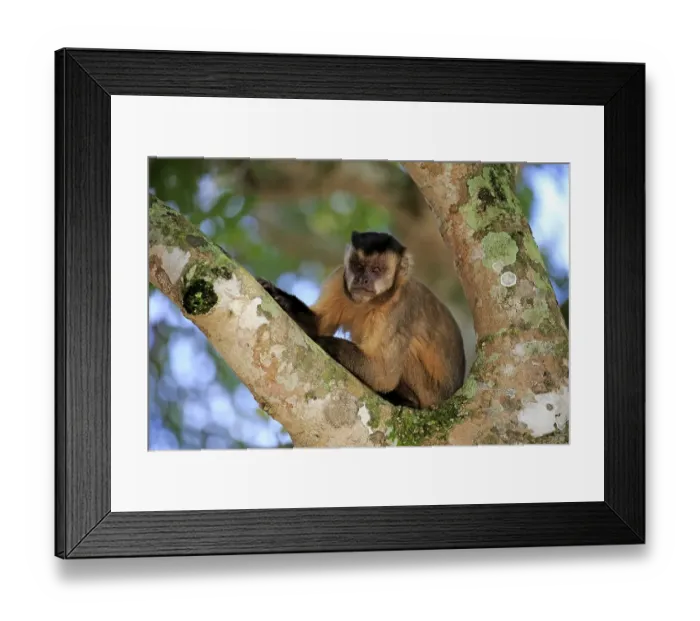 Framed Print : Brown Capuchin, Tufted Capuchin Framed Print : Brown Capuchin, Tufted Capuchin