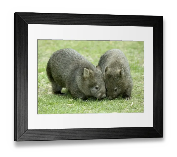 Framed Print : Common wombats (Vombatus ursinus) Framed Print : Common wombats (Vombatus ursinus)