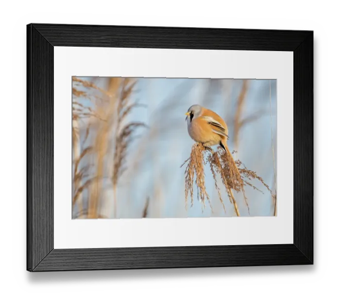 Framed Print : Bearded Reedling (Panurus biarmicus) Framed Print : Bearded Reedling (Panurus biarmicus)