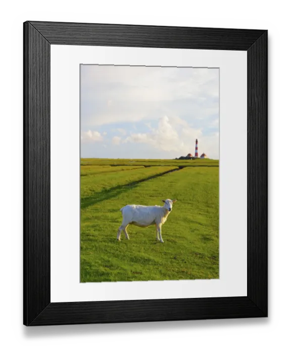 Framed Print : Domestic sheep in front of the Leuchtturm Westerheversand lighthouse