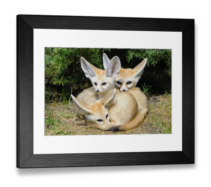 Framed Print : Fennec foxes (Vulpes zerda), three young animals
