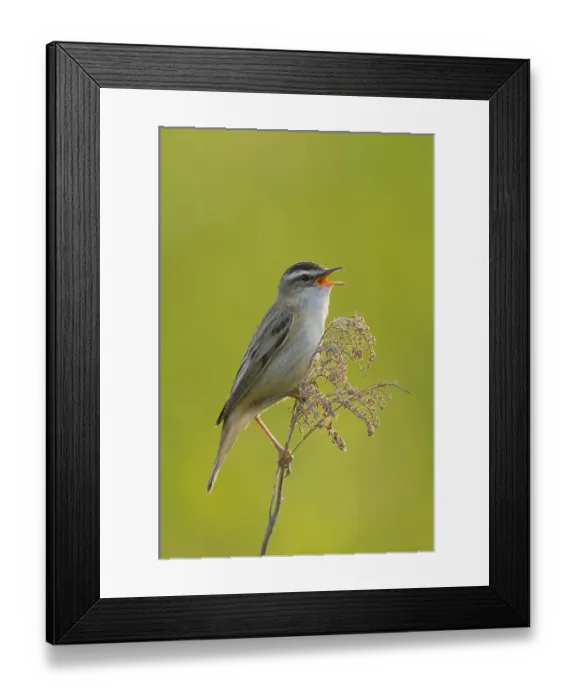 Framed Print : Sedge Warbler (Acrocephalus schoenobaenus)