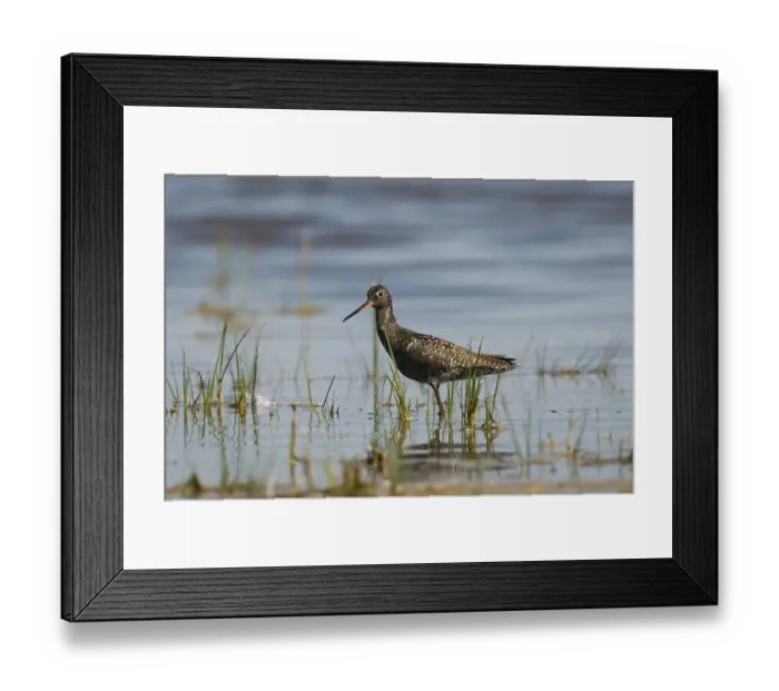 Framed Print : Spotted Redshank (Tringa erythropus) Framed Print : Spotted Redshank (Tringa erythropus)