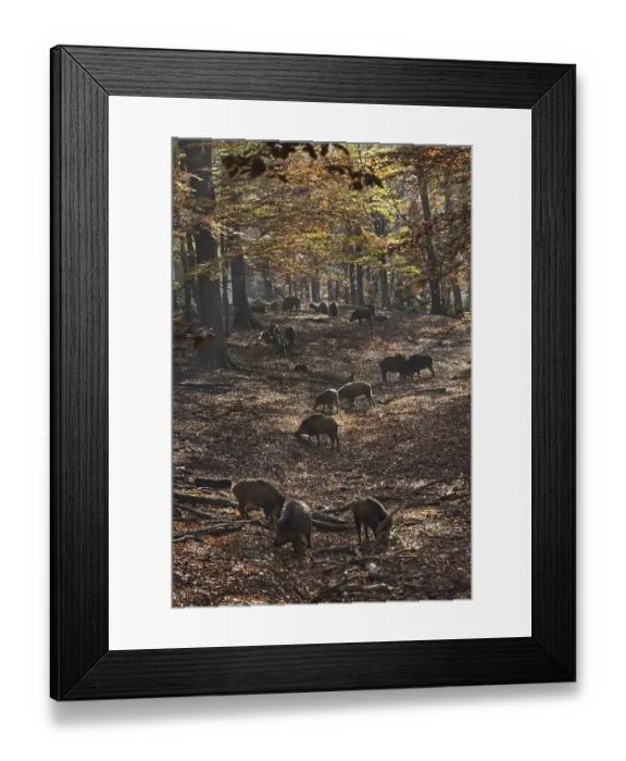 Framed Print : Sounder of wild boars (Sus scrofa) foraging in autumn forest in the Belgian Ardennes Framed Print : Sounder of wild boars (Sus scrofa) foraging in autumn forest in the Belgian Ardennes