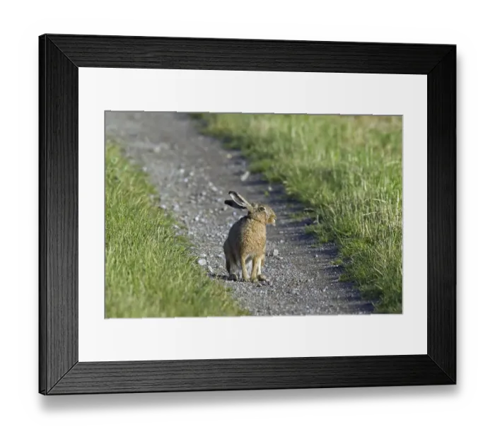 Framed Print : European Brown Hare (Lepus europaeus) sitting on path in field