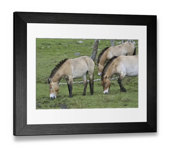 Framed Print : Przewalski's Horses (Equus ferus przewalskii) grazing in field Framed Print : Przewalski's Horses (Equus ferus przewalskii) grazing in field