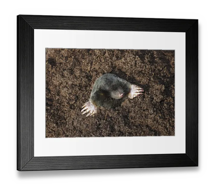 Framed Print : European Mole, Common Mole or Northern Mole (Talpa europaea) in a molehill with freshly dug earth