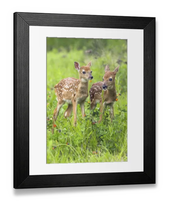 Framed Print : White-tail Deer, fawns (Odocoileus virginianus)