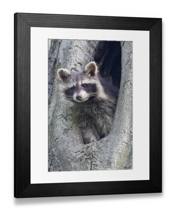 Framed Print : Young raccoon (Procyon lotor) looking out of a tree hollow, Hesse, Germany, Europe