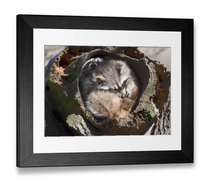 Framed Print : Raccoon (Procyon lotor)
