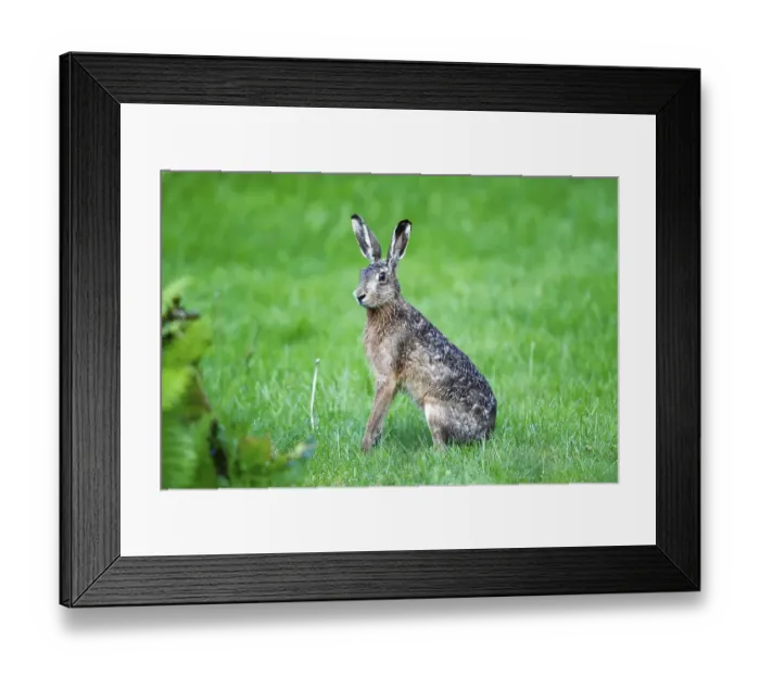 Framed Print : Hare (Lepus europaeus), sitting in the grass listening Framed Print : Hare (Lepus europaeus), sitting in the grass listening