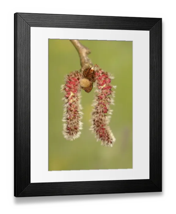 Framed Print : Common aspen (Populus tremula) Framed Print : Common aspen (Populus tremula)
