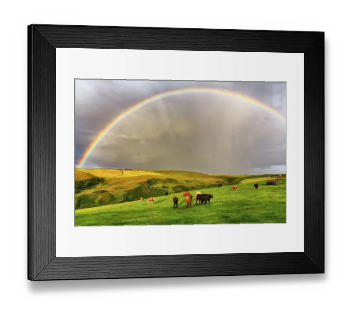 Framed Print : Angus cattle grazing on pasture in agricultural landscape with rainbow