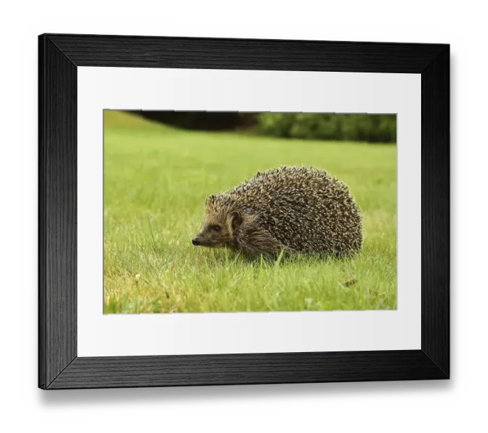 Framed Print : European hedgehog (Erinaceus europaeus) Framed Print : European hedgehog (Erinaceus europaeus)