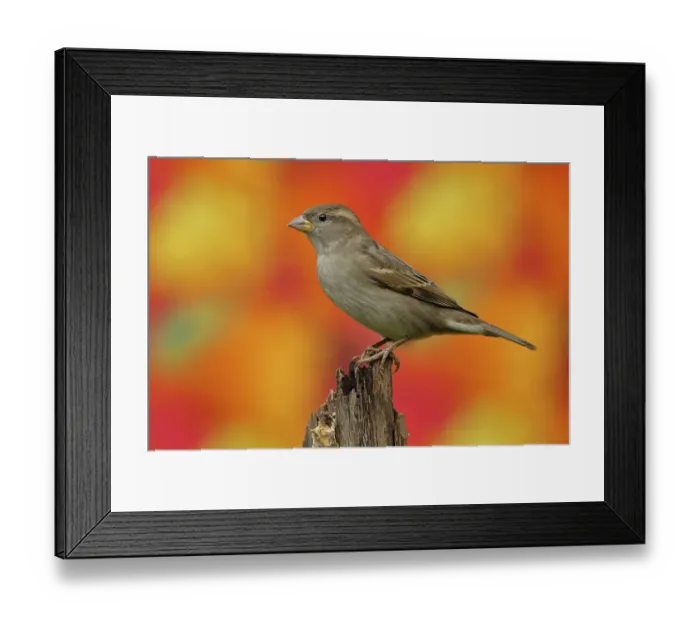 Framed Print : House sparrow (Passer domesticus) Female Framed Print : House sparrow (Passer domesticus) Female