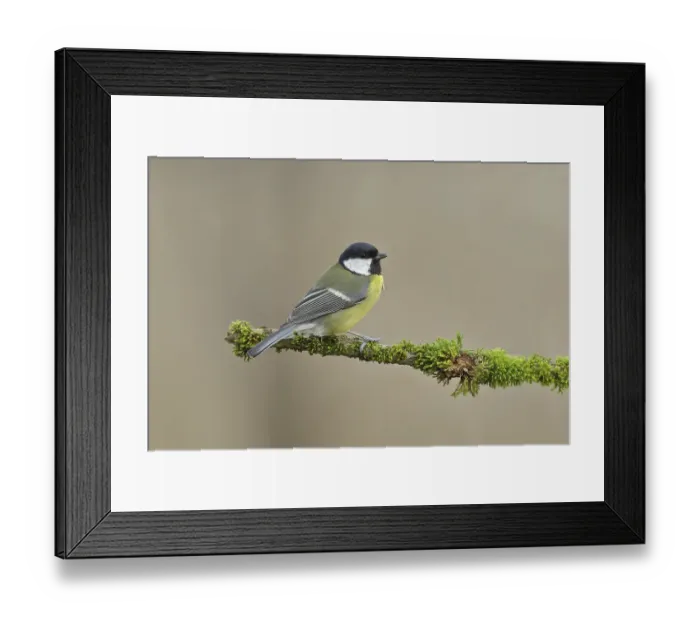 Framed Print : Great tit (Parus major), sitting on branch overgrown with moss