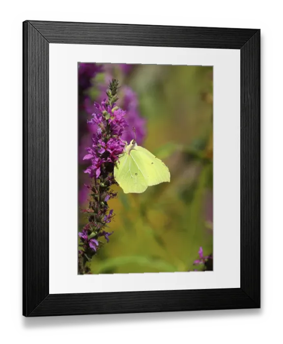Framed Print : Brimstone (Gonepteryx rhamni) feeding on a flower of purple loosestrife (Lythrum salicaria) Framed Print : Brimstone (Gonepteryx rhamni) feeding on a flower of purple loosestrife (Lythrum salicaria)