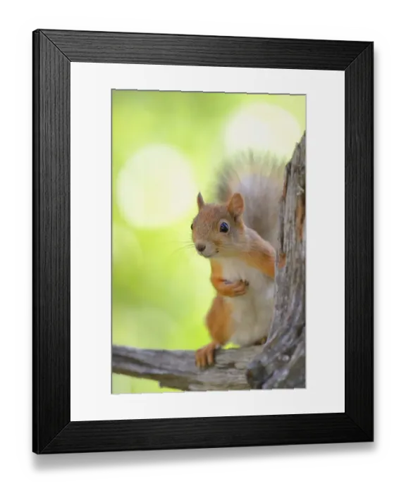Framed Print : Eurasian Red Squirrel (Sciurus vulgaris) looks curiously out from behind an old pine stump