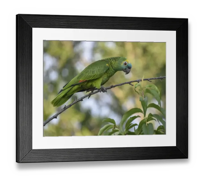 Framed Print : Free-living blue-fronted amazon (Amazona aestiva) in a park in Buenos Aires where these parrots