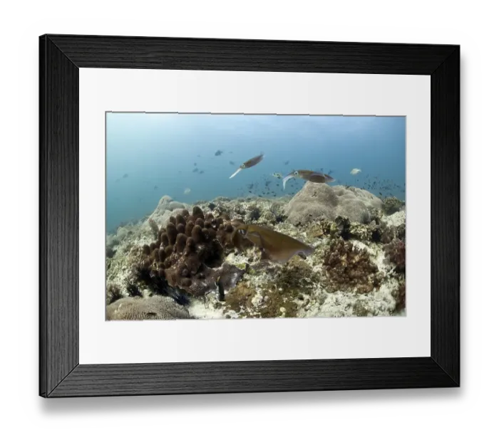 Framed Print : Bigfin Reef Squid (Sepioteuthis lessoniana), Gulf of Oman, Oman, Asia Framed Print : Bigfin Reef Squid (Sepioteuthis lessoniana), Gulf of Oman, Oman, Asia