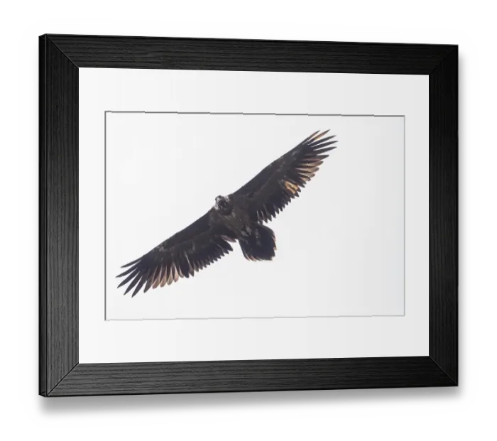 Framed Print : Juvenile bearded vulture (Gypaetus barbatus)