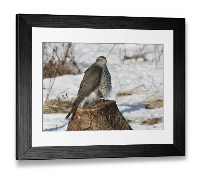 Framed Print : Goshawk (Accipiter gentilis) in winter, perched on one foot