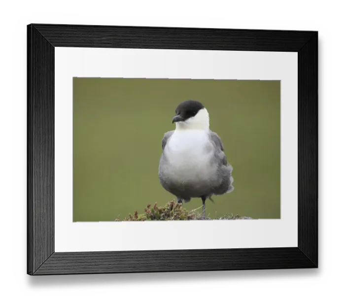 Framed Print : Long-tailed jaeger (Stercorarius longicaudus) Framed Print : Long-tailed jaeger (Stercorarius longicaudus)