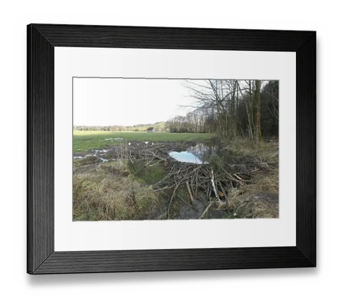 Framed Print : European beaver (Castor fiber) due to dammed stream flooding and damage in adjacent meadow