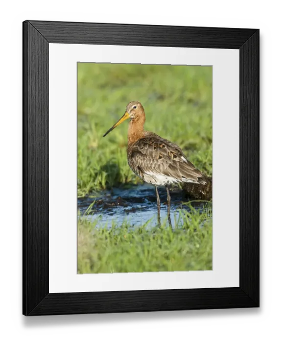 Framed Print : Black-tailed Godwit (Limosa limosa) Framed Print : Black-tailed Godwit (Limosa limosa)