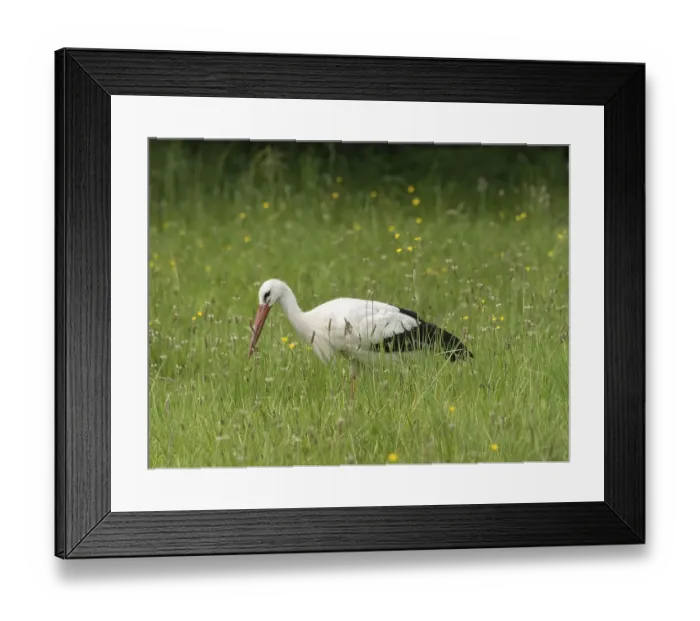 Framed Print : White stork (Ciconia ciconia) foraging in a meadow