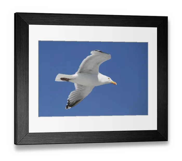 Framed Print : European herring gull (Larus argentatus)