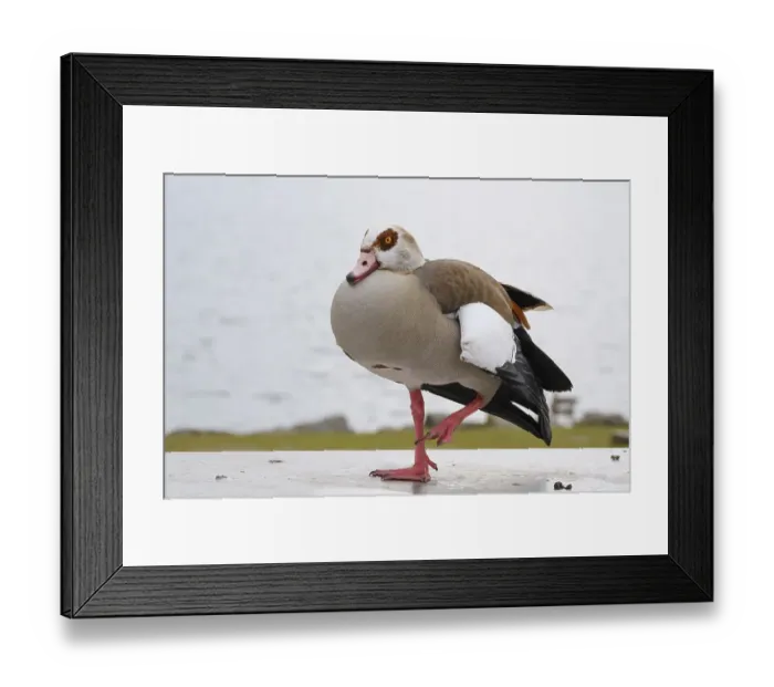 Framed Print : Egyptian Goose (Alapochen aegyptiacus) at Phoenix Lake Framed Print : Egyptian Goose (Alapochen aegyptiacus) at Phoenix Lake