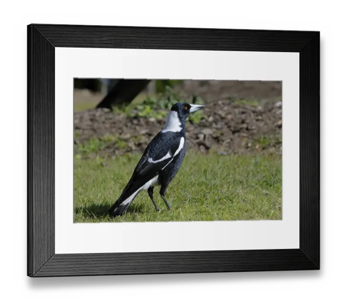 Framed Print : Australian magpie (Gymnorhina tibicen), Australia, Oceania