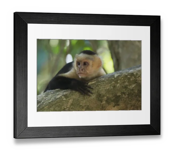 Framed Print : White-headed capuchin (Cebus capucinus) Framed Print : White-headed capuchin (Cebus capucinus)