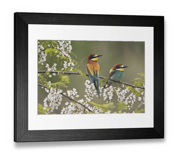 Framed Print : European bee-eater (Merops apiastera) in flowering Robinia, Rhineland-Palatinate, Germany, Europe