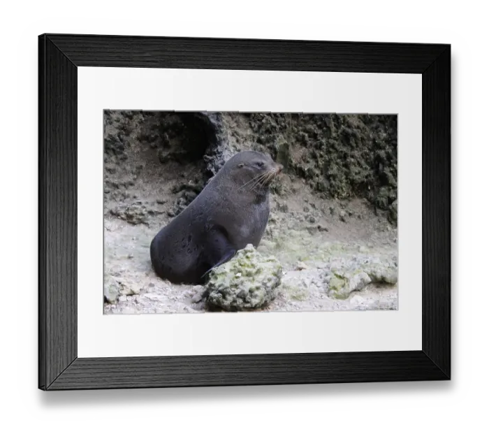 Framed Print : New zealand fur seal (Arctocephalus forsteri) Framed Print : New zealand fur seal (Arctocephalus forsteri)