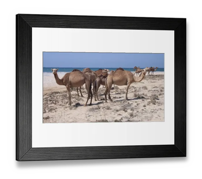 Framed Print : Herd of WWild Dromedary (Camelus dromedarius)