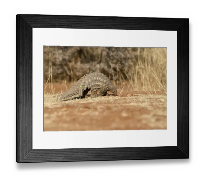 Framed Print : Ground pangolin (Smutsia temminckii)
