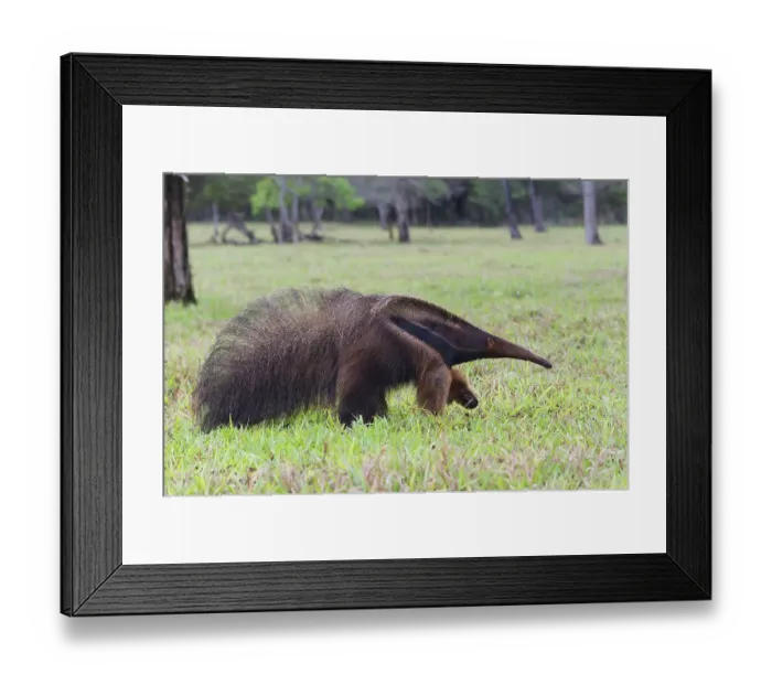 Framed Print : Giant Anteater (Myrmecophaga tridactyla) Framed Print : Giant Anteater (Myrmecophaga tridactyla)