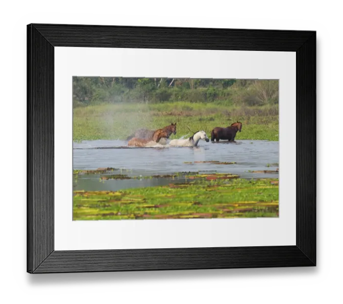 Framed Print : Horses in a water pond, Porto Joffre Framed Print : Horses in a water pond, Porto Joffre
