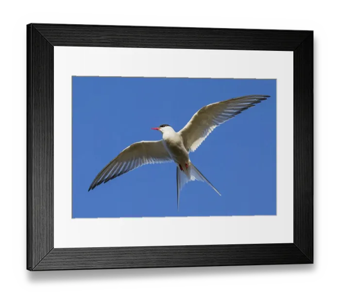 Framed Print : Arctic tern (Sterna paradisaea) in flight, peninsula Snaefellsnes, Iceland, Europe