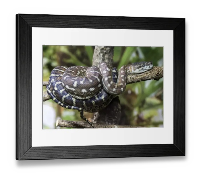 Framed Print : Central Morelia bredli, also known as Bredl's carpet python (Morelia bredli)