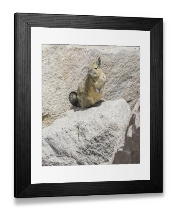 Framed Print : Southern viscacha (Lagidium viscacia) Framed Print : Southern viscacha (Lagidium viscacia)