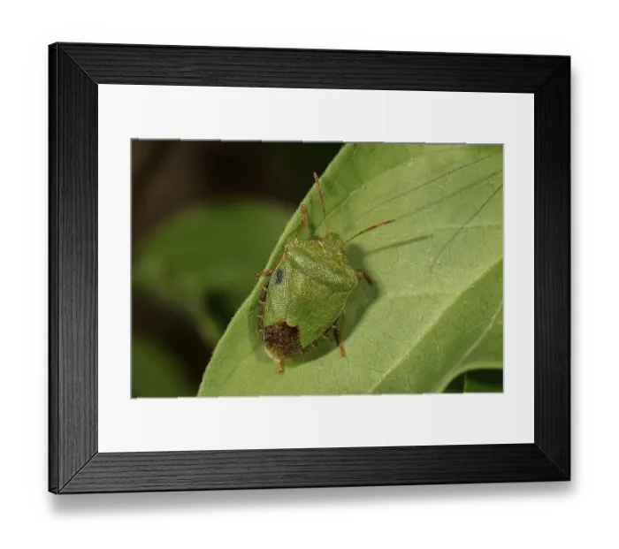 Framed Print : Green shield bug (Palomena prasina) on a leaf Framed Print : Green shield bug (Palomena prasina) on a leaf