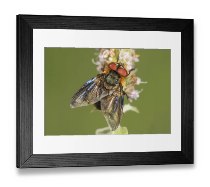 Framed Print : Parasitic fly (Phasia hemiptera) on flower of horse mint (Mentha longifolia) Framed Print : Parasitic fly (Phasia hemiptera) on flower of horse mint (Mentha longifolia)