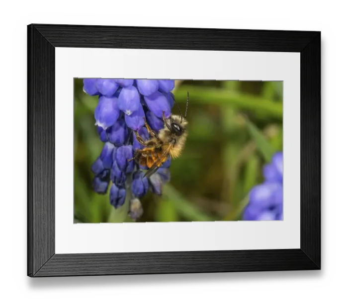 Framed Print : Rusty mason bee (Osmia bicornis) on grape hyacinth (Muscari armeriacum)