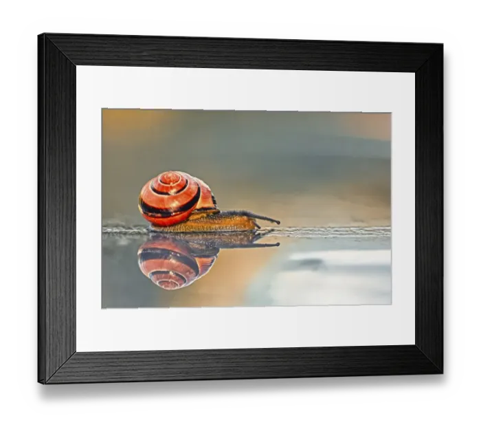 Framed Print : Grove ribbon snail (Cepaea nemoralis)