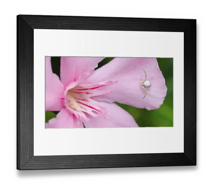 Framed Print : Goldenrod crab spider (Misumena vatia) in olive flower, Germany, Europe Framed Print : Goldenrod crab spider (Misumena vatia) in olive flower, Germany, Europe