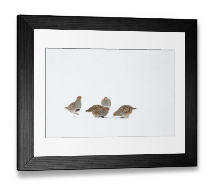 Framed Print : Grey or English partridge (Perdix perdix) four adult birds on a snow covered farmland field in winter Framed Print : Grey or English partridge (Perdix perdix) four adult birds on a snow covered farmland field in winter