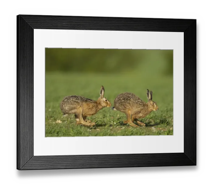Framed Print : Brown hare (Lepus europaeus) Framed Print : Brown hare (Lepus europaeus)